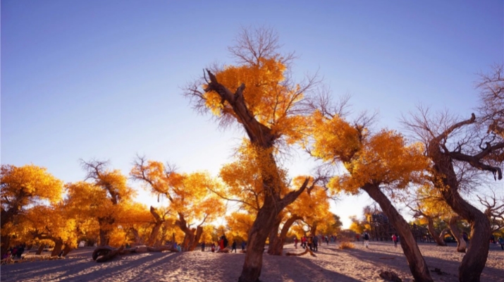 202506231750613669131780.jpg 微信图片_20250623013331.jpg